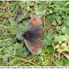 erebia iranica male2